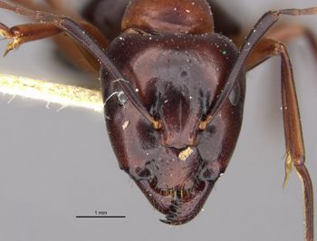 Media type: image;   Entomology 22794 Aspect: head frontal view
